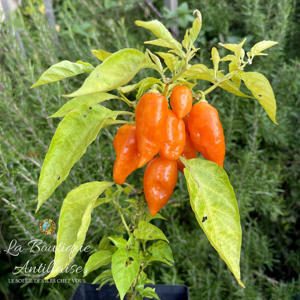 Piment Habanada - Végétarien orange - plant adulte - La Boutique Antillaise