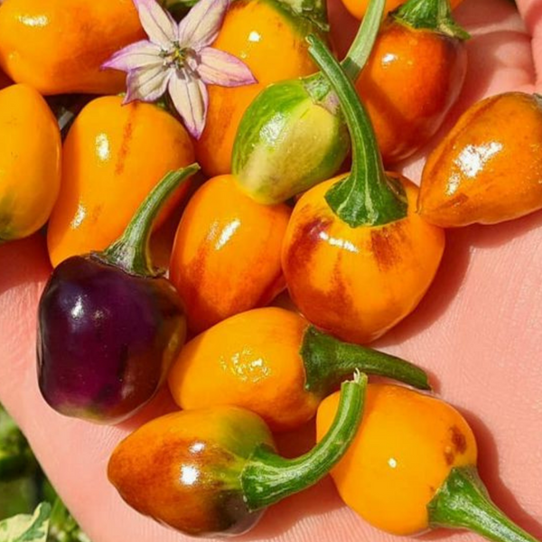 Piment Golden Nugget plant adulte - La Boutique Antillaise