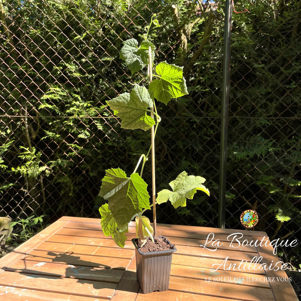 PLANT DE LUFFA - COURGE EPONGE - La Boutique Antillaise
