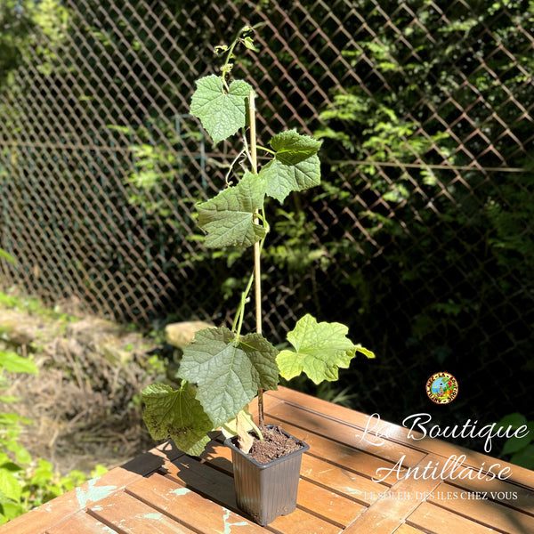 PLANT DE LUFFA - COURGE EPONGE - La Boutique Antillaise