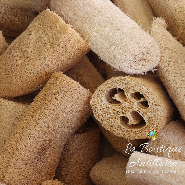 PLANT DE LUFFA - COURGE EPONGE - La Boutique Antillaise