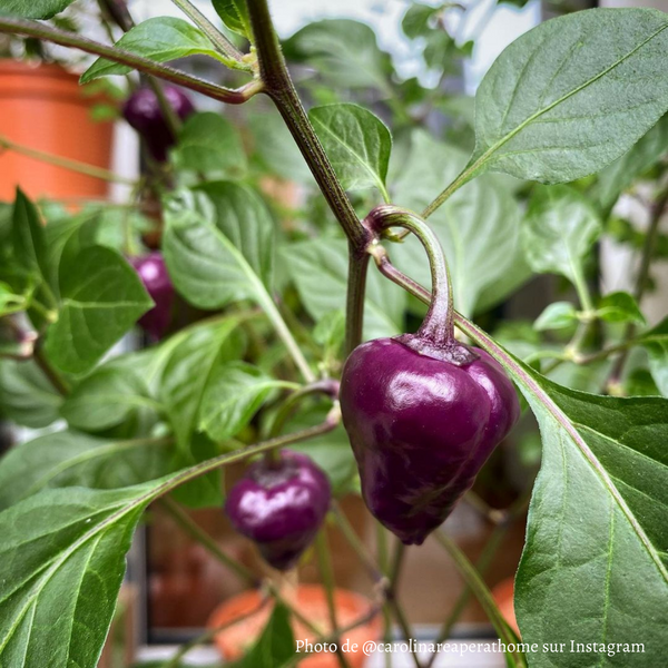 Piment Purple UFO jeune plant - La Boutique Antillaise