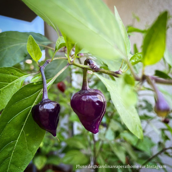 Piment Purple UFO plant adulte - La Boutique Antillaise