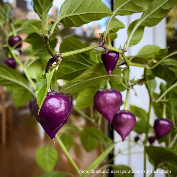 Piment Purple UFO jeune plant - La Boutique Antillaise
