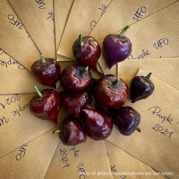 Piment Purple UFO jeune plant - La Boutique Antillaise
