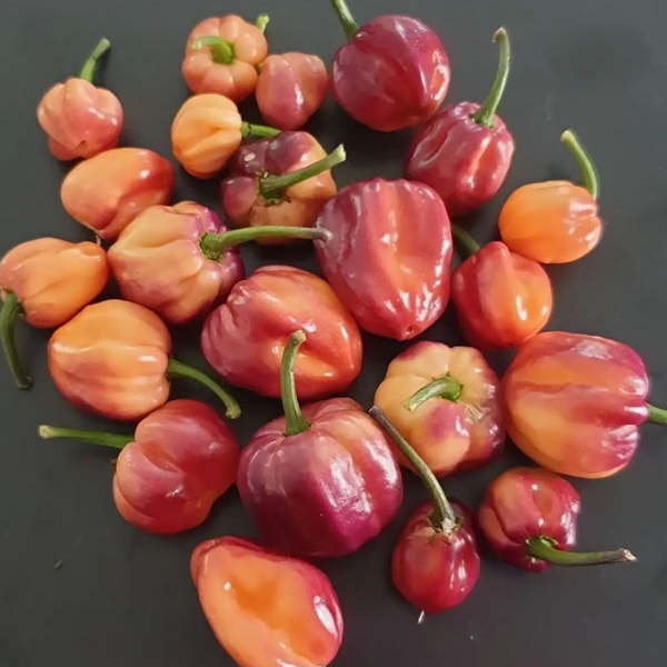 Piment Purple Peach CGN 21500 plant adulte - La Boutique Antillaise