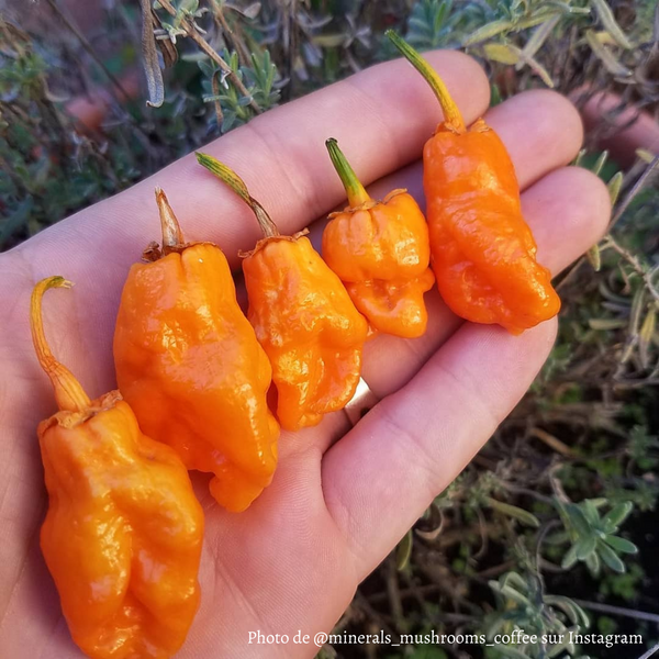 Piment 7 Pot Bubblegum Orange jeune plant - La Boutique Antillaise