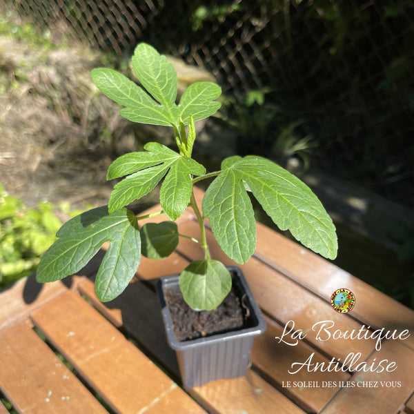 PLANT OSEILLE DE GUINEE - GROSEILLE PAYS - ROSELLE - HIBISCUS - KARKADE - BISSAP - La Boutique Antillaise