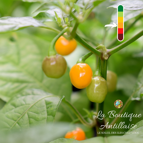 Piment Aji Charapita jeune plant - La Boutique Antillaise