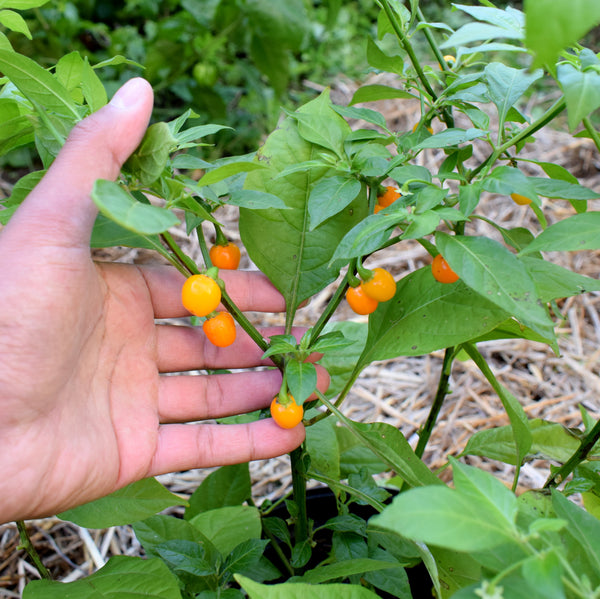 Piment Aji Charapita plant adulte - La Boutique Antillaise