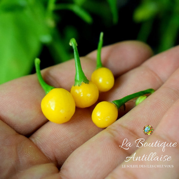 Piment Aji Charapita plant adulte - La Boutique Antillaise
