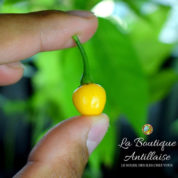 Piment Aji Charapita plant adulte - La Boutique Antillaise