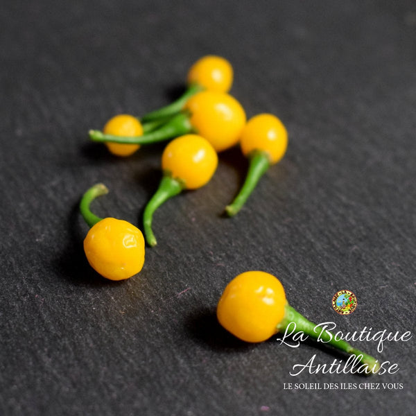 Piment Aji Charapita plant adulte - La Boutique Antillaise