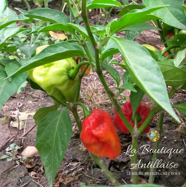PIMENT ANTILLAIS BONDAMANJAK ROUGE - JEUNE PLANT - La Boutique Antillaise