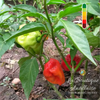 Piment Habanero Bondamanjak jeunes plants - 5 plants +1 GRATUIT