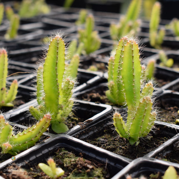 Pitaya Rouge - Fruit du Dragon plant