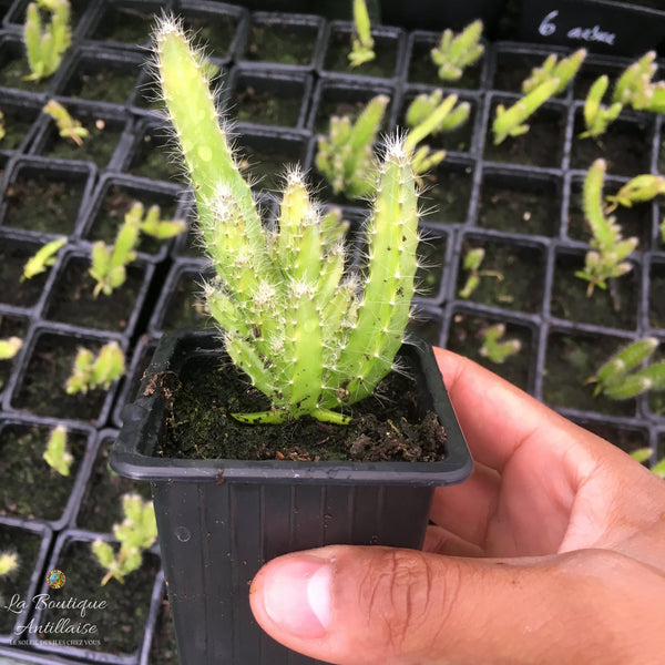 Pitaya Rouge - Fruit du Dragon plant