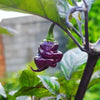 PIMENT PURPLE REAPER - CAROLINA REAPER VIOLET - JEUNE PLANT