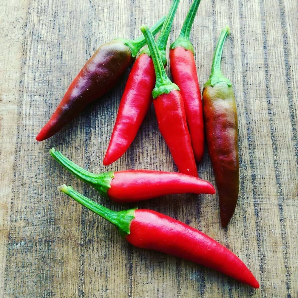 PIMENT TABASCO JEUNE PLANT