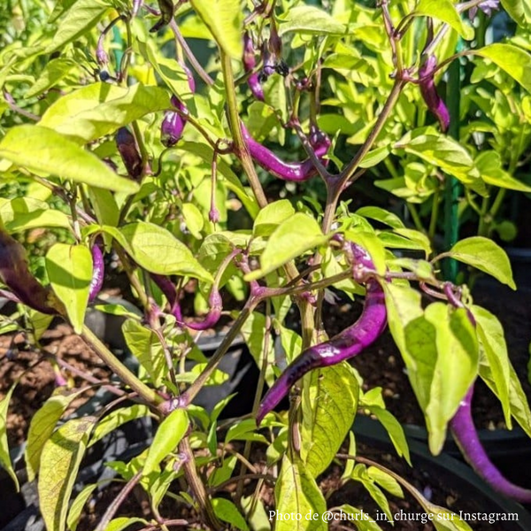Piment de Cayenne Violet jeune plant - La Boutique Antillaise