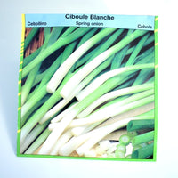 LOT GRAINES CIVES/CIBOULE BLANCHE