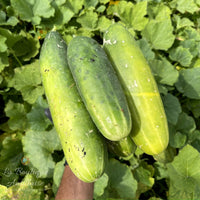 GRAINES CONCOMBRE - 10 GRAINES