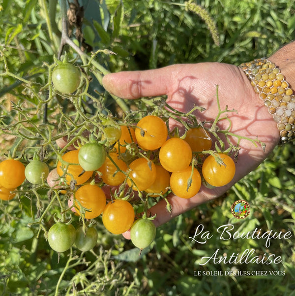 Tomate Cerise Mille fleurs Plant