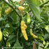 products/Photode_the_chilli_growersurInstagram_2.png