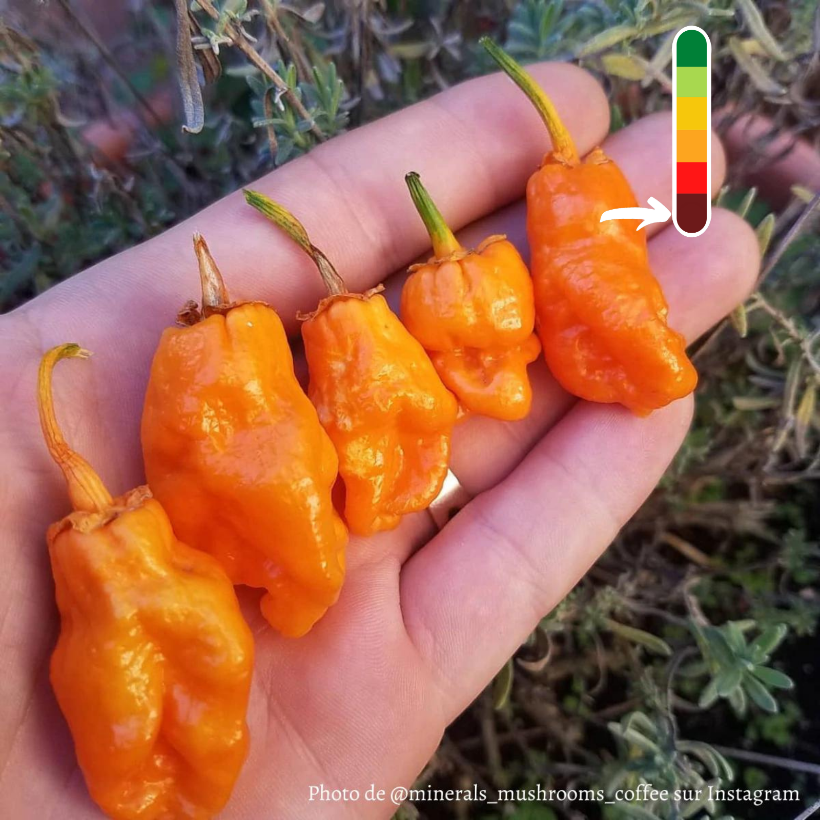 7 pot bubblegum plant Piment 7 Pot Bubblegum Orange jeune plant