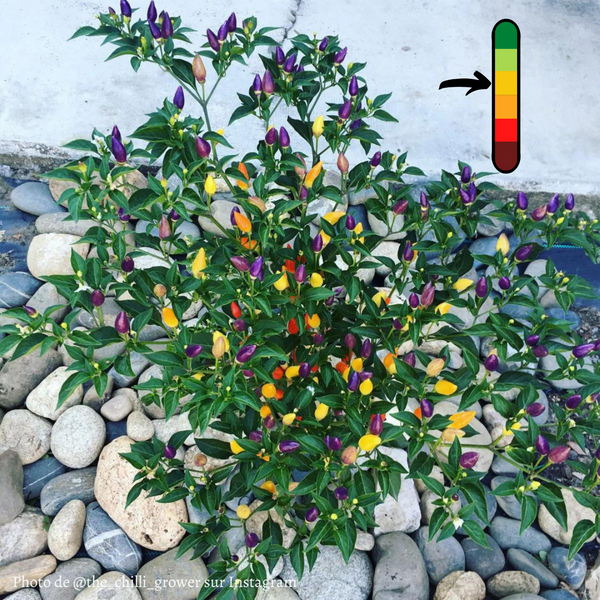 Piment Bolivian Rainbow plant adulte