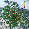 Piment Bolivian Rainbow jeune plant