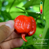 Piment Carolina Reaper Rouge - 5 jeunes plants + 1 gratuit