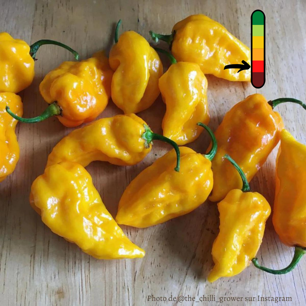Piment Fatalii jeune plant