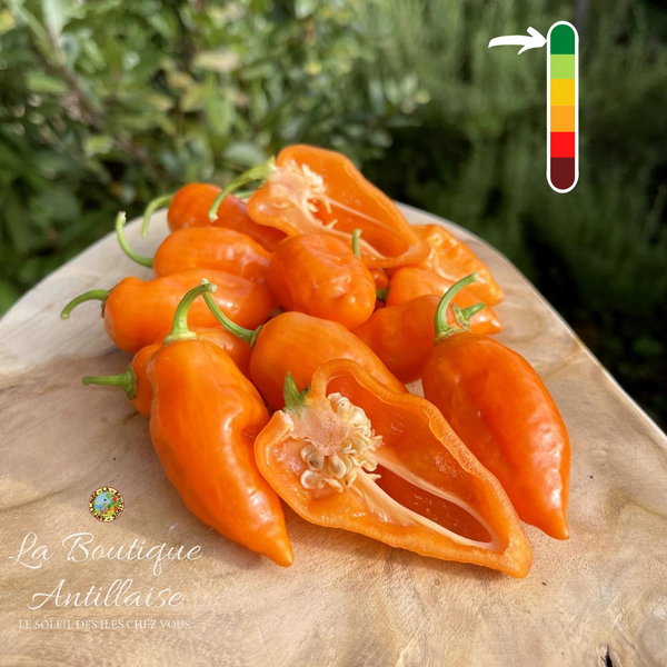 Piment Habanada - Végétarien orange - plant adulte - La Boutique Antillaise