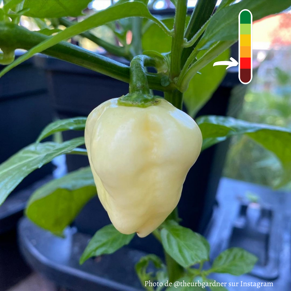 Piment Habanero White Giant jeune plant - La Boutique Antillaise