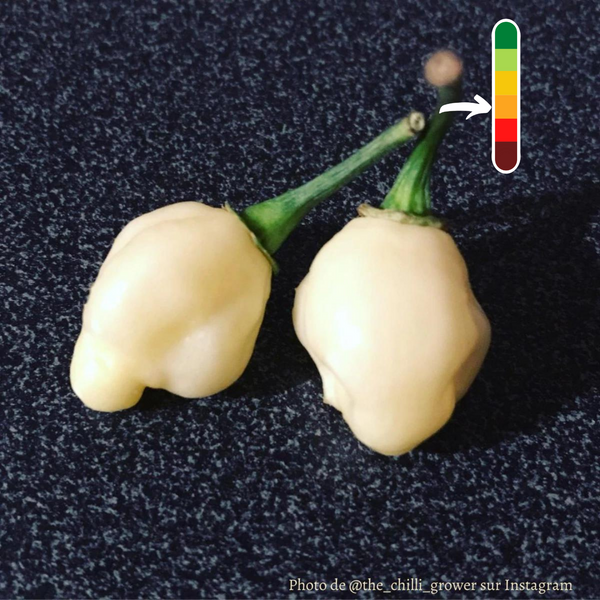Piment Mini Habanero Snow White plant adulte - La Boutique Antillaise