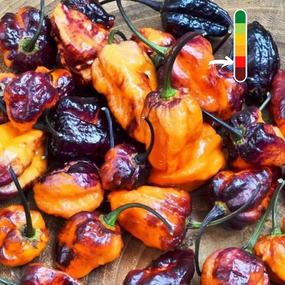 Piment Pimenta Da Dog jeune plant