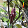 Piment Pimenta de Neyde jeune plant