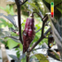 Piment Pimenta de Neyde plant adulte - La Boutique Antillaise