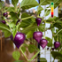 Piment Purple UFO jeune plant
