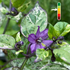 Piment Tricolor Variegated jeune plant