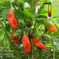 Piment Végétarien plant adulte
