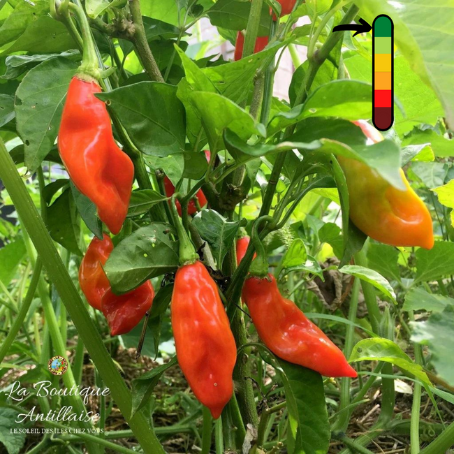 Piment doux Végétarien bio - L'atelier des bons plants