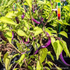 Piment de Cayenne Violet plant adulte