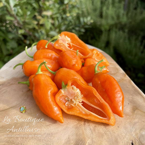 Piment Habanada - Végétarien orange - plant adulte - La Boutique Antillaise
