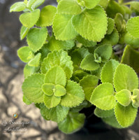 Gros Thym Antillais plant