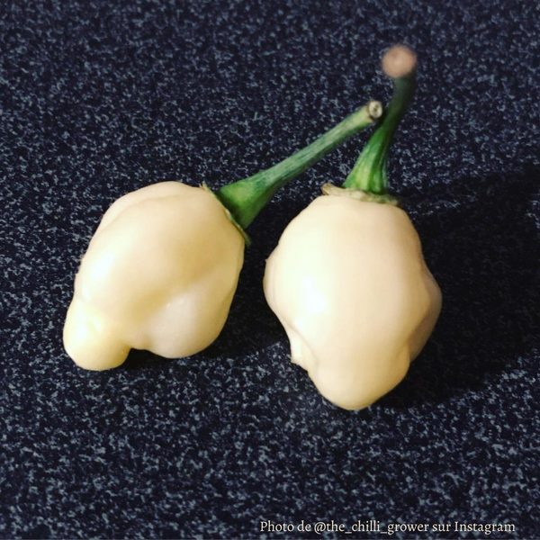 Piment Mini Habanero Snow White plant adulte