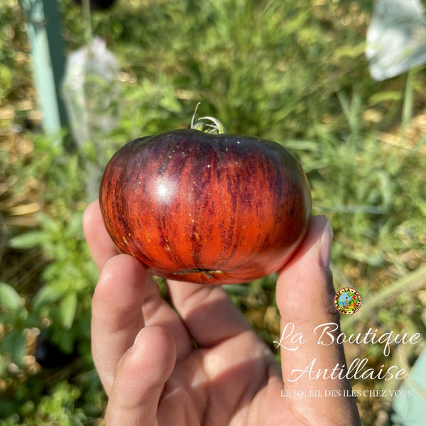 Tomate Red Beauty Plant - La Boutique Antillaise