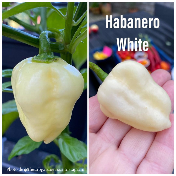 Piment Habanero White Giant jeune plant - La Boutique Antillaise