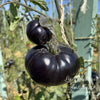 Tomate Black Beauty plant